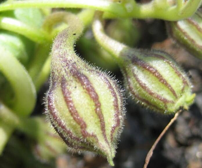 Exodeconus miersii flower
