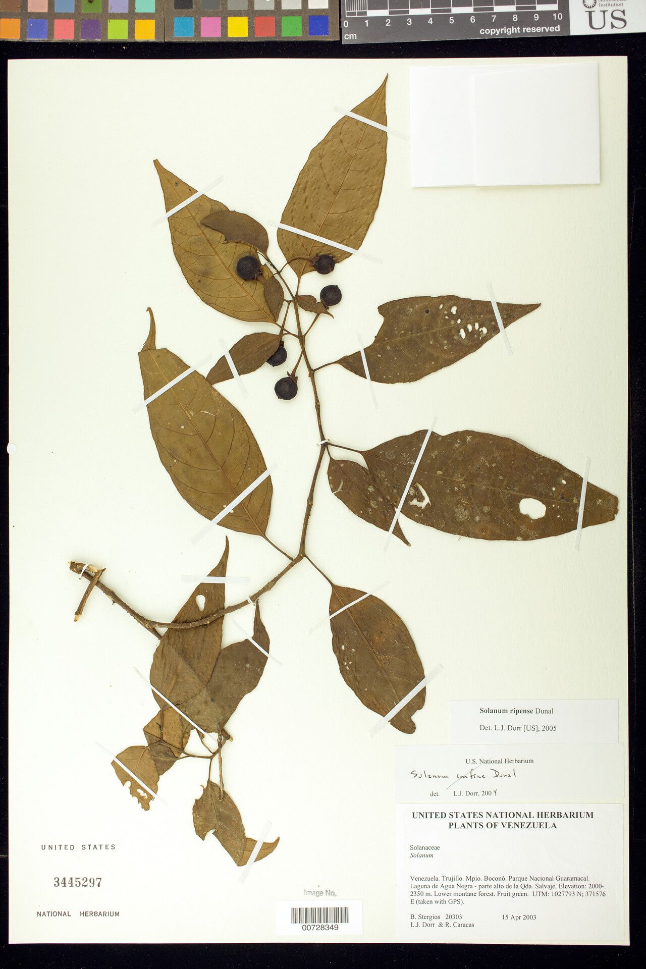 Solanum ripense — houseplant care guide
