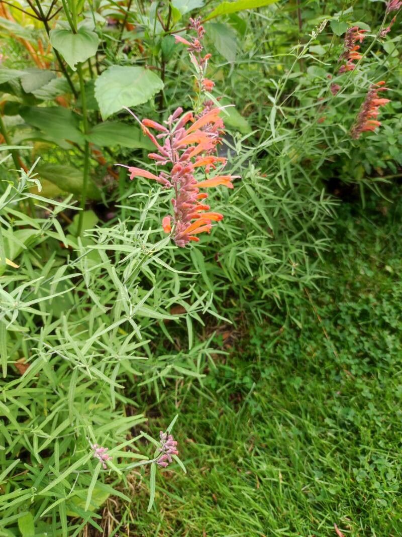 Agastache rupestris flower