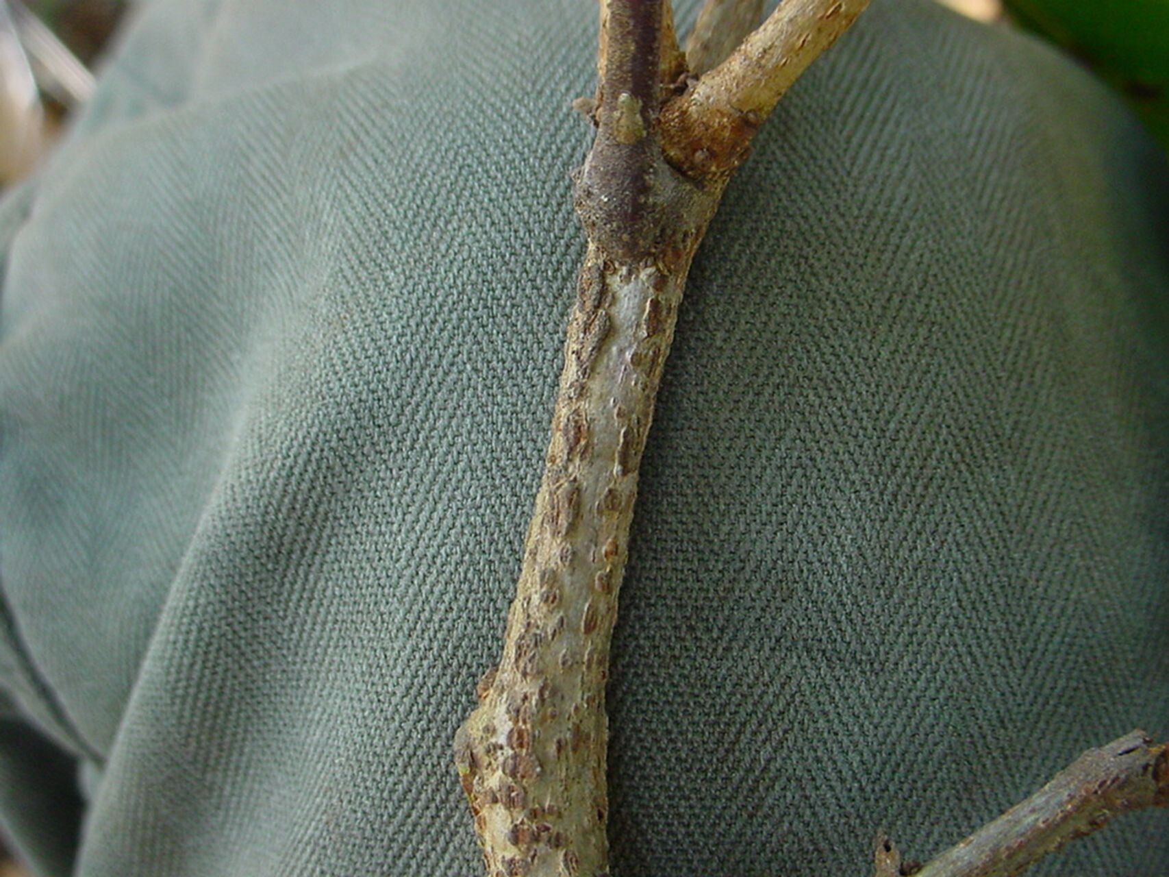 Cupaniopsis trigonocarpa bark