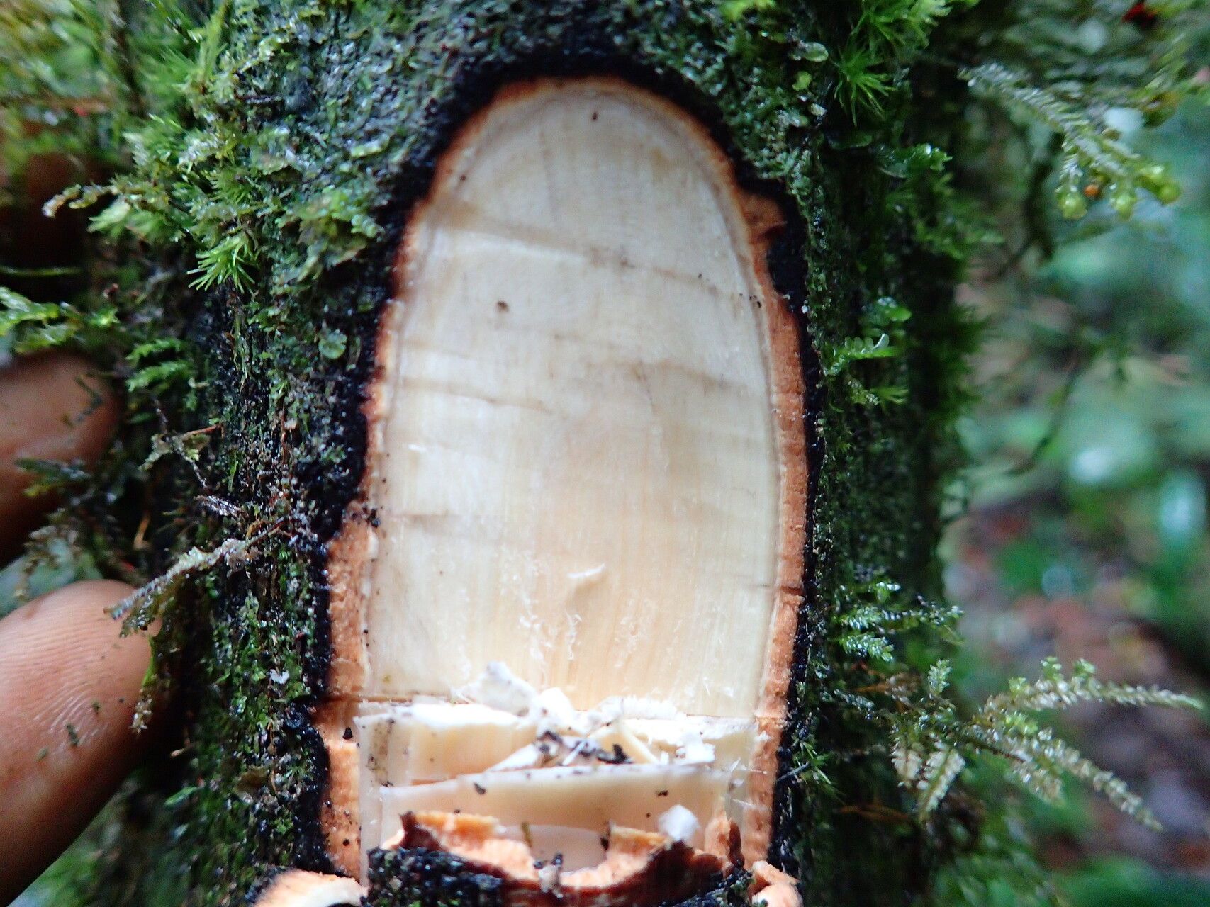 Diospyros melocarpa bark