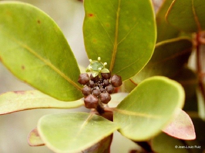 Polyscias biformis fruit