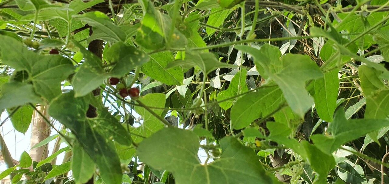 Rhynchosia precatoria — houseplant care guide