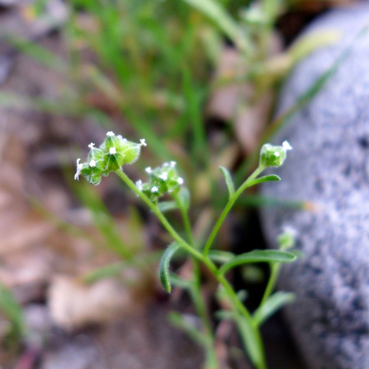 Cryptantha pterocarya habit