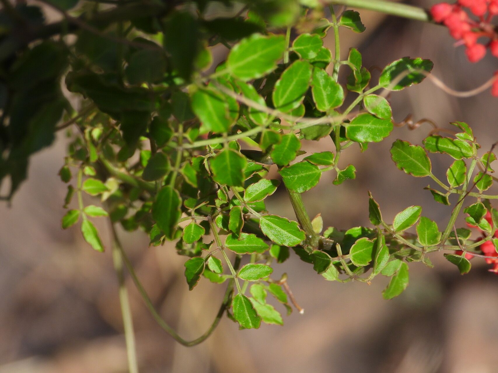 Cyphostemma horombense — houseplant care guide