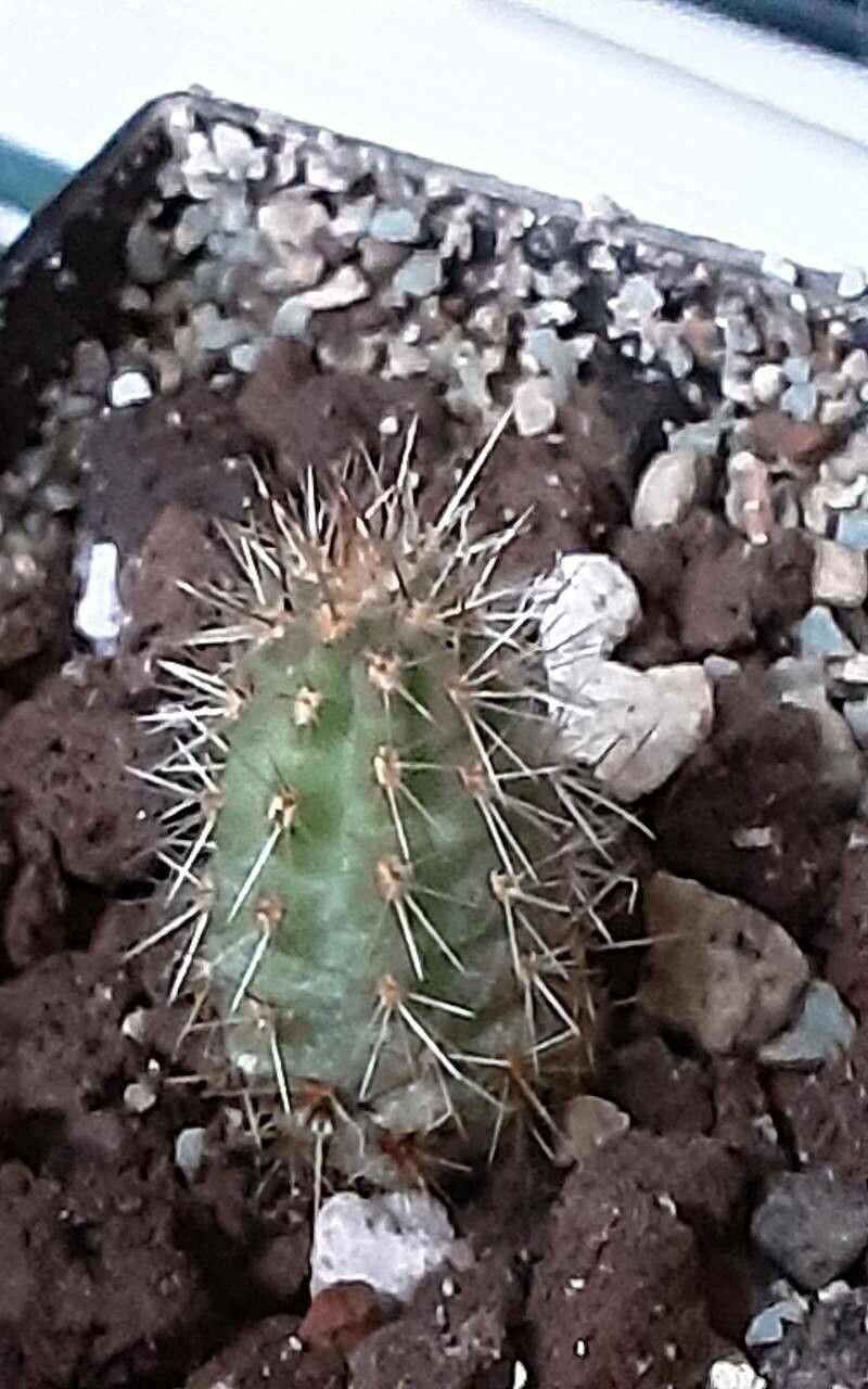 Cleistocactus morawetzianus leaf