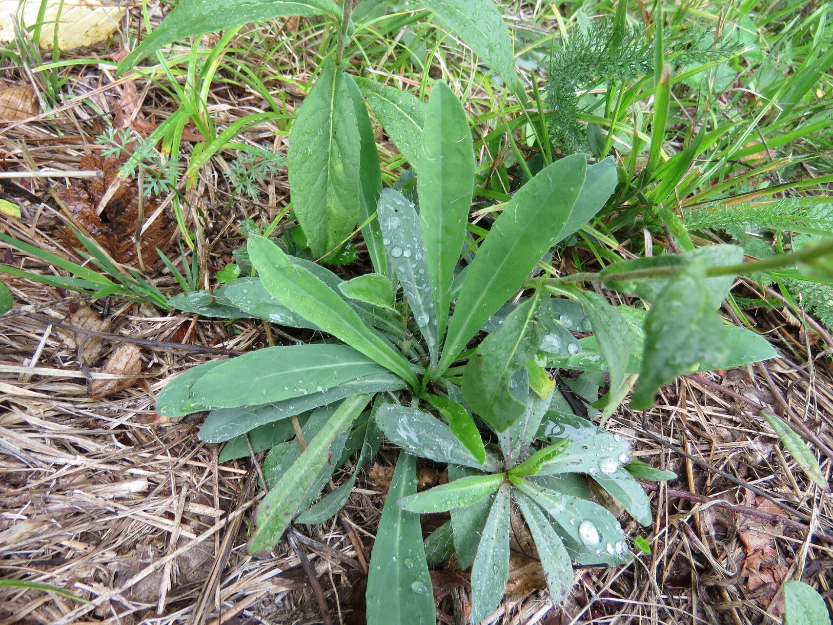 Inula salicina leaf
