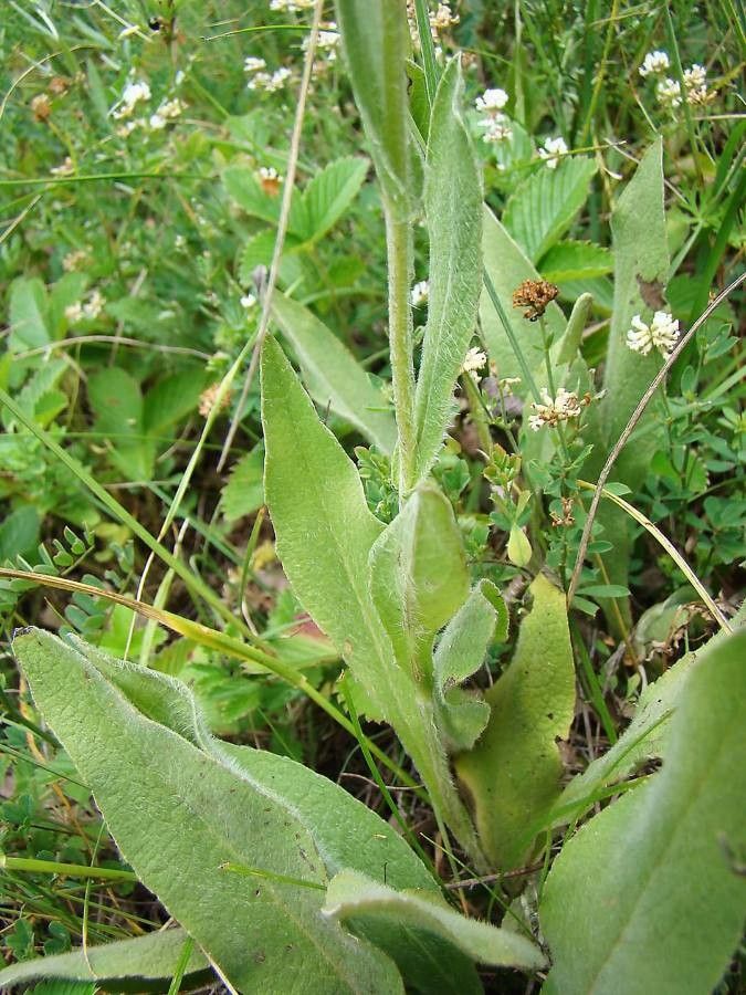 Inula oculus-christi leaf