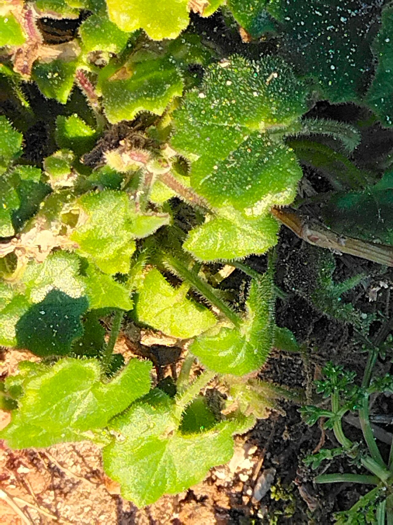 Cineraria geifolia bark