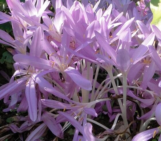 Colchicum laetum — search result for 'Colchicum'