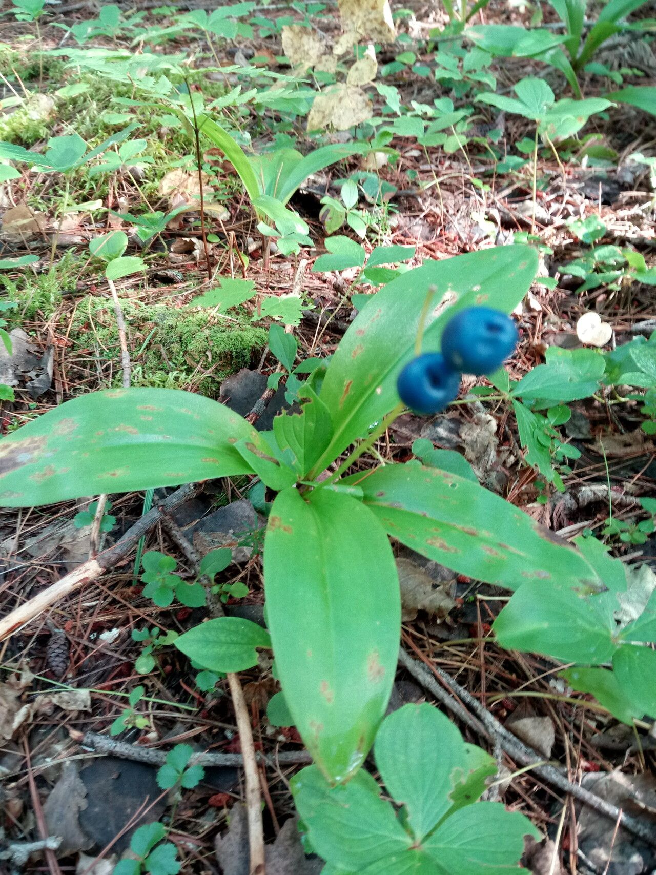 Clintonia borealis — search result for 'Liliaceae'