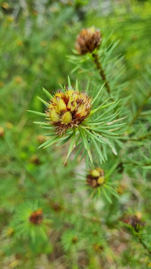 Pultenaea stipularis — houseplant care guide
