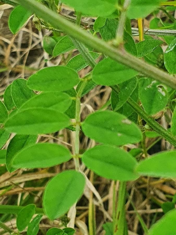 Indigofera bogdanii — search result for 'Indigofera'