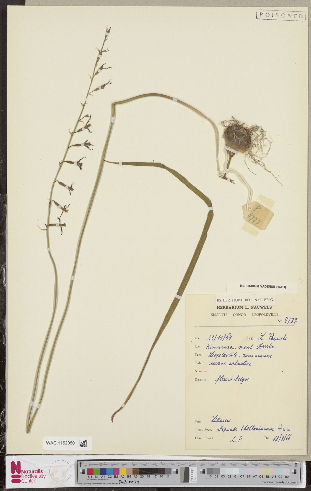 Dipcadi thollonianum — houseplant care guide