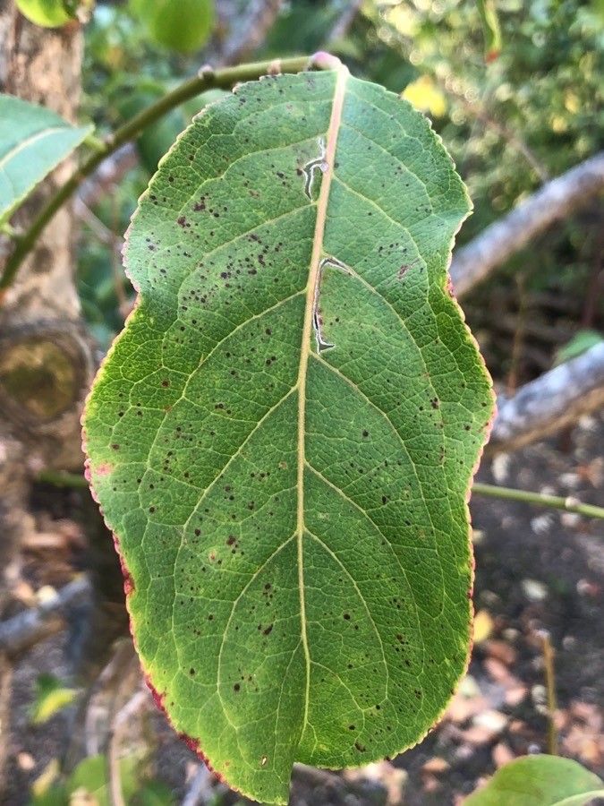 Euonymus hamiltonianus — search result for 'Celastraceae'