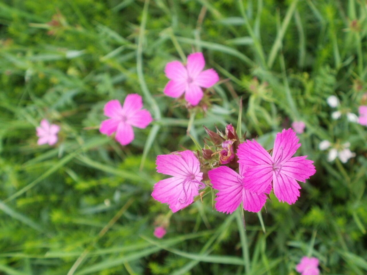Dianthus trifasciculatus — houseplant care guide