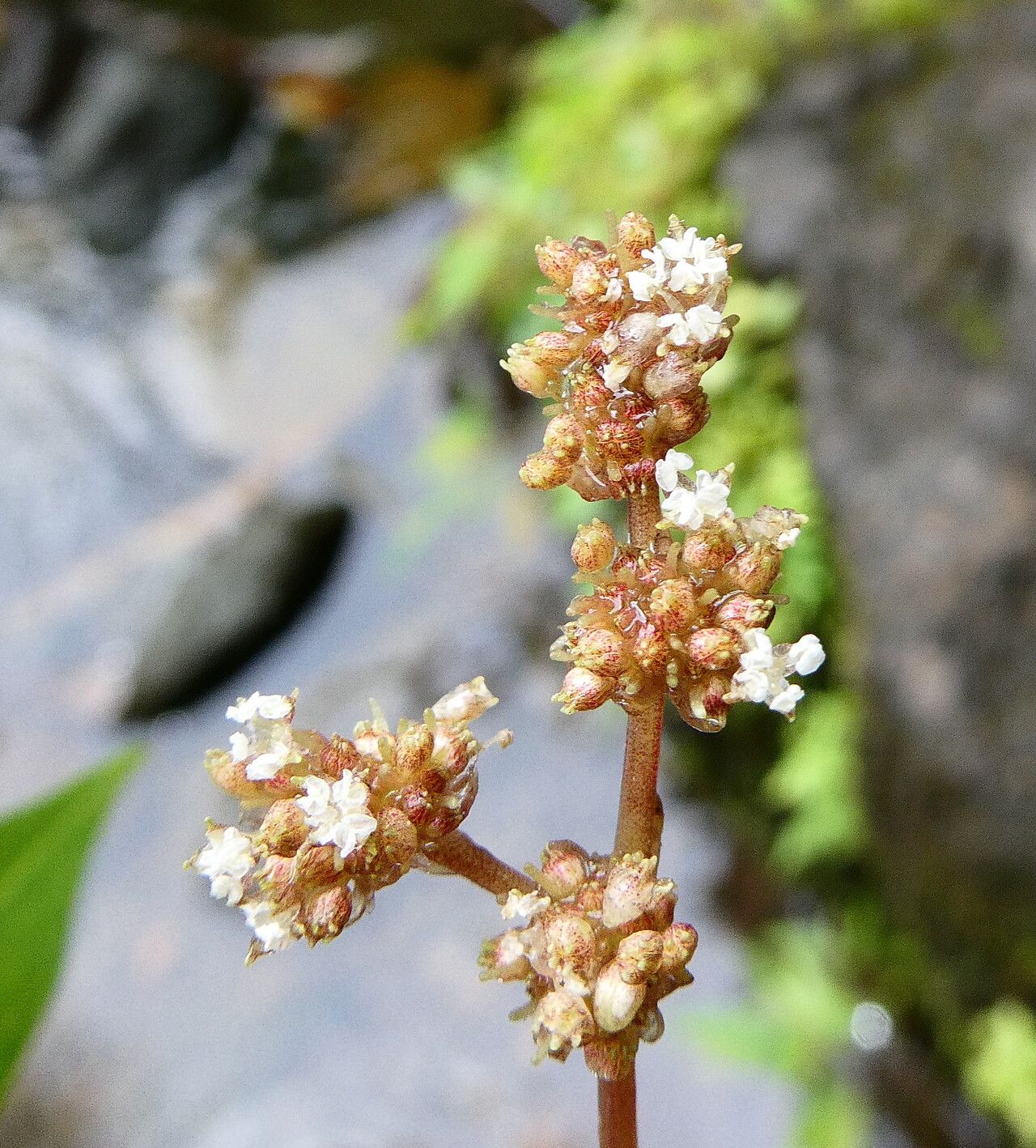 Pilea forsythiana flower