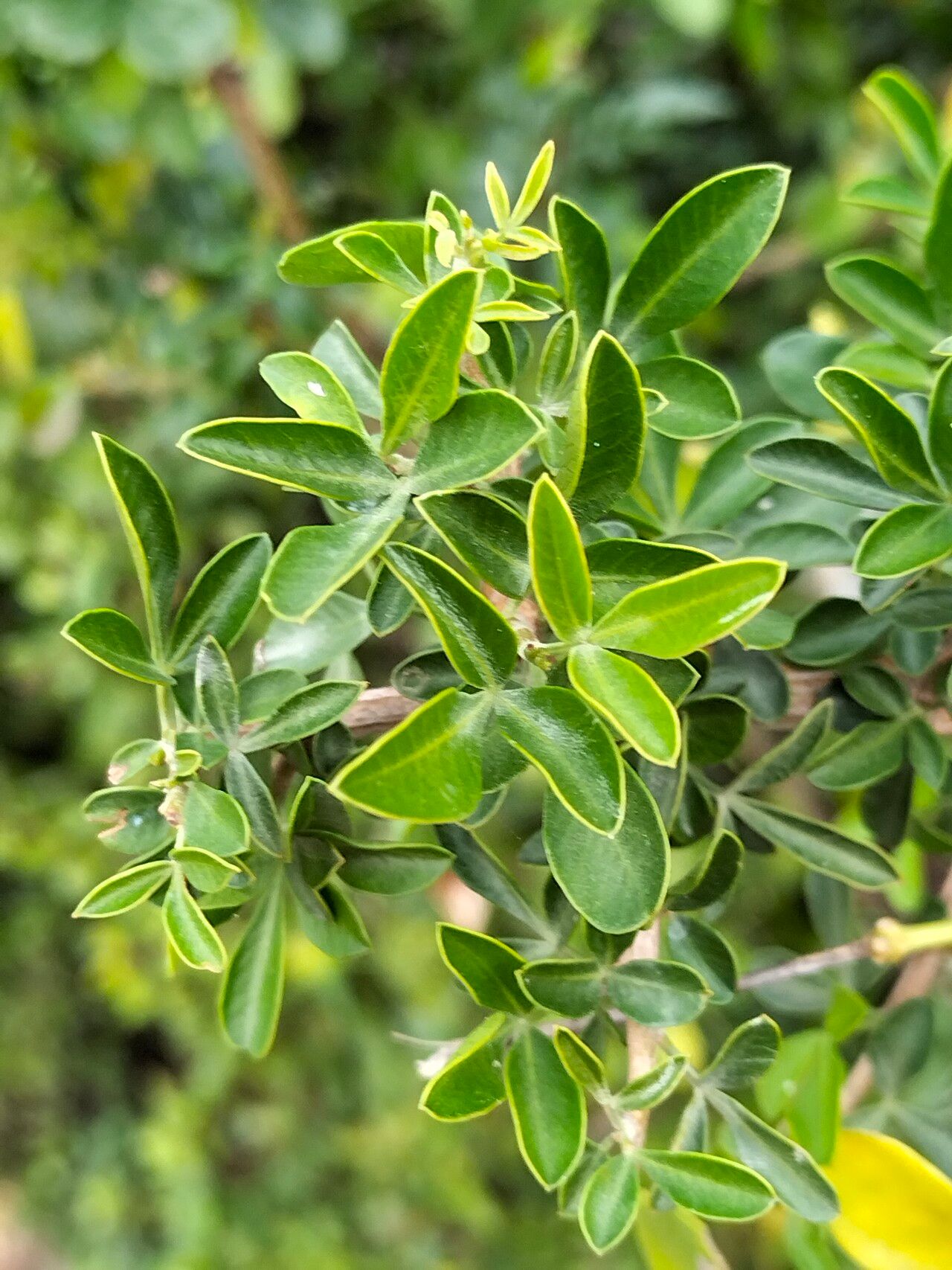 Searsia pallens leaf