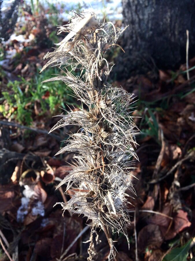Echium boissieri fruit
