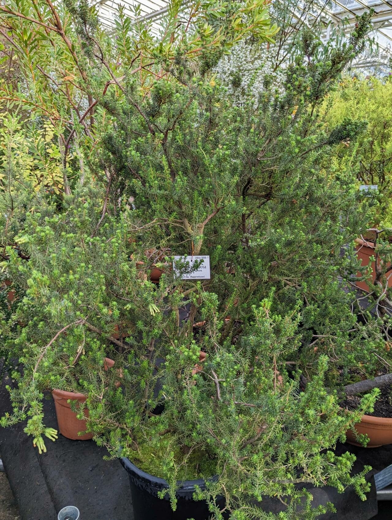 Erica glandulosa habit
