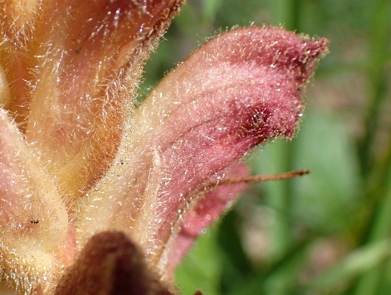 Orobanche teucrii — houseplant care guide