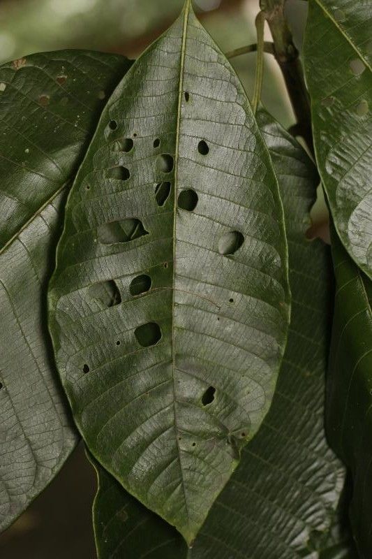 Isertia coccinea — large blooms houseplant