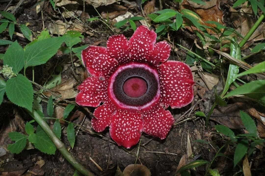 Sapria himalayana — houseplant care guide