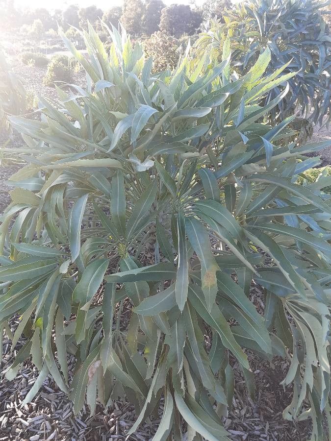 Cussonia natalensis — search result for 'Araliaceae'