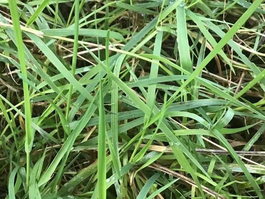 Deschampsia flexuosa leaf