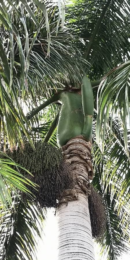 Roystonea regia fruit