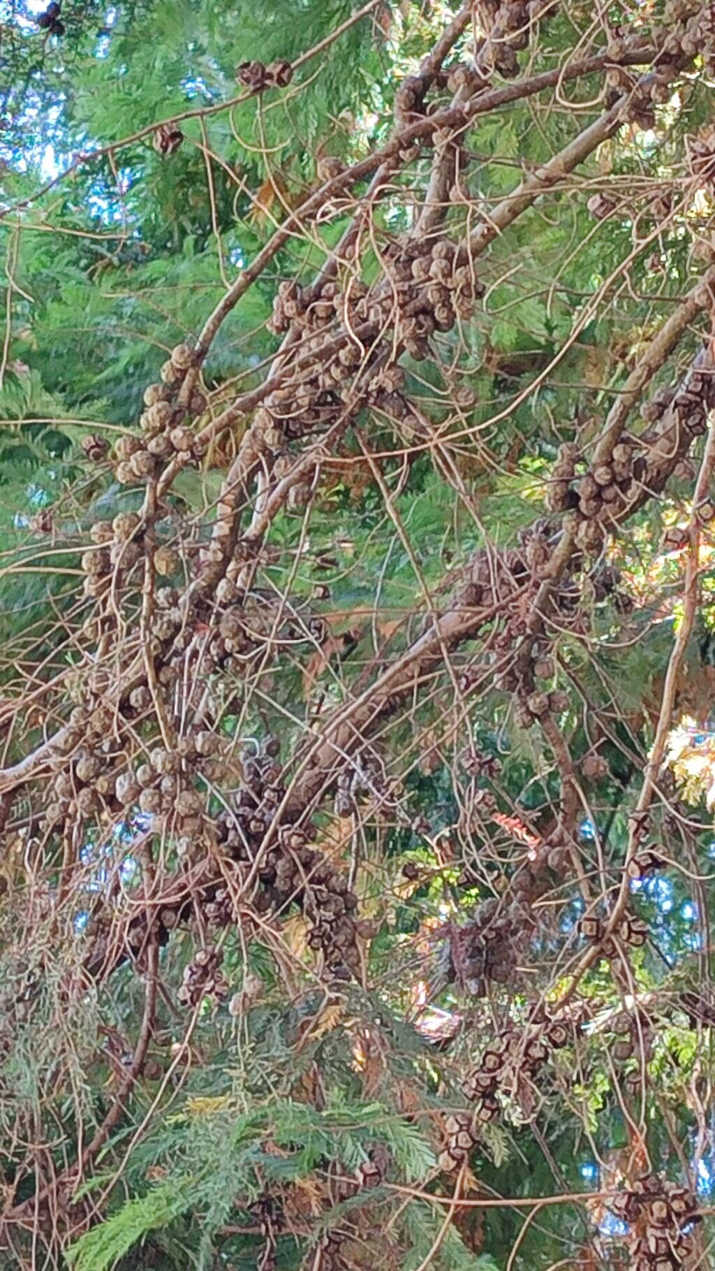 Hesperocyparis glabra fruit