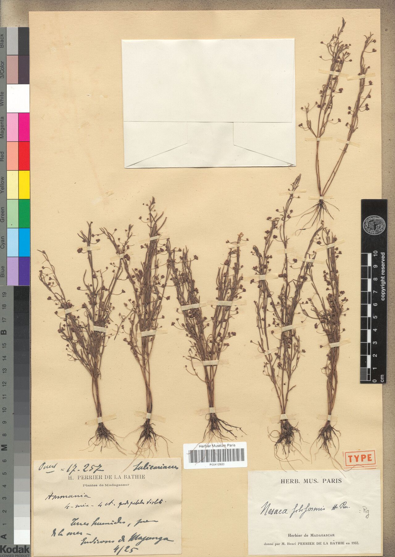 Ammannia pauciramosa — search result for 'Ammannia'