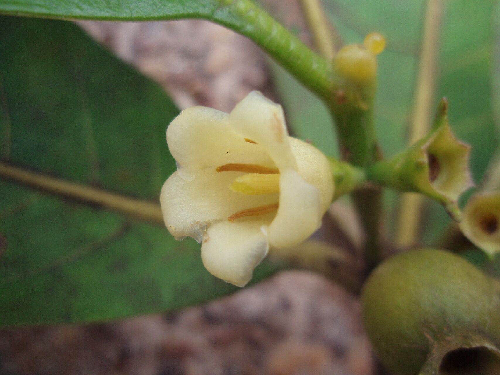 Gardenia rutenbergiana — search result for 'Gardenia'