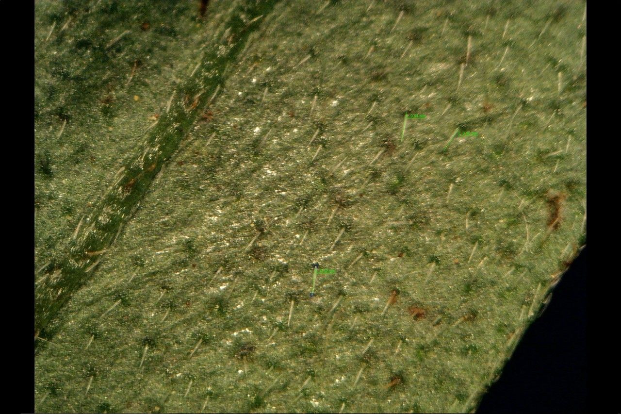 Myosotis martini bark