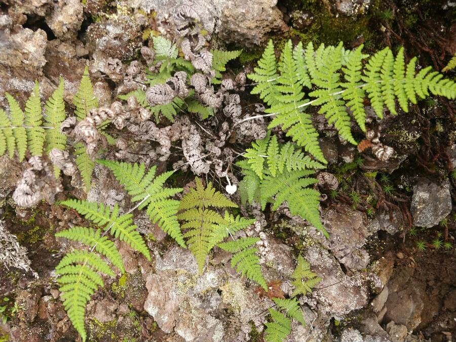 Cheilanthes farinosa habit
