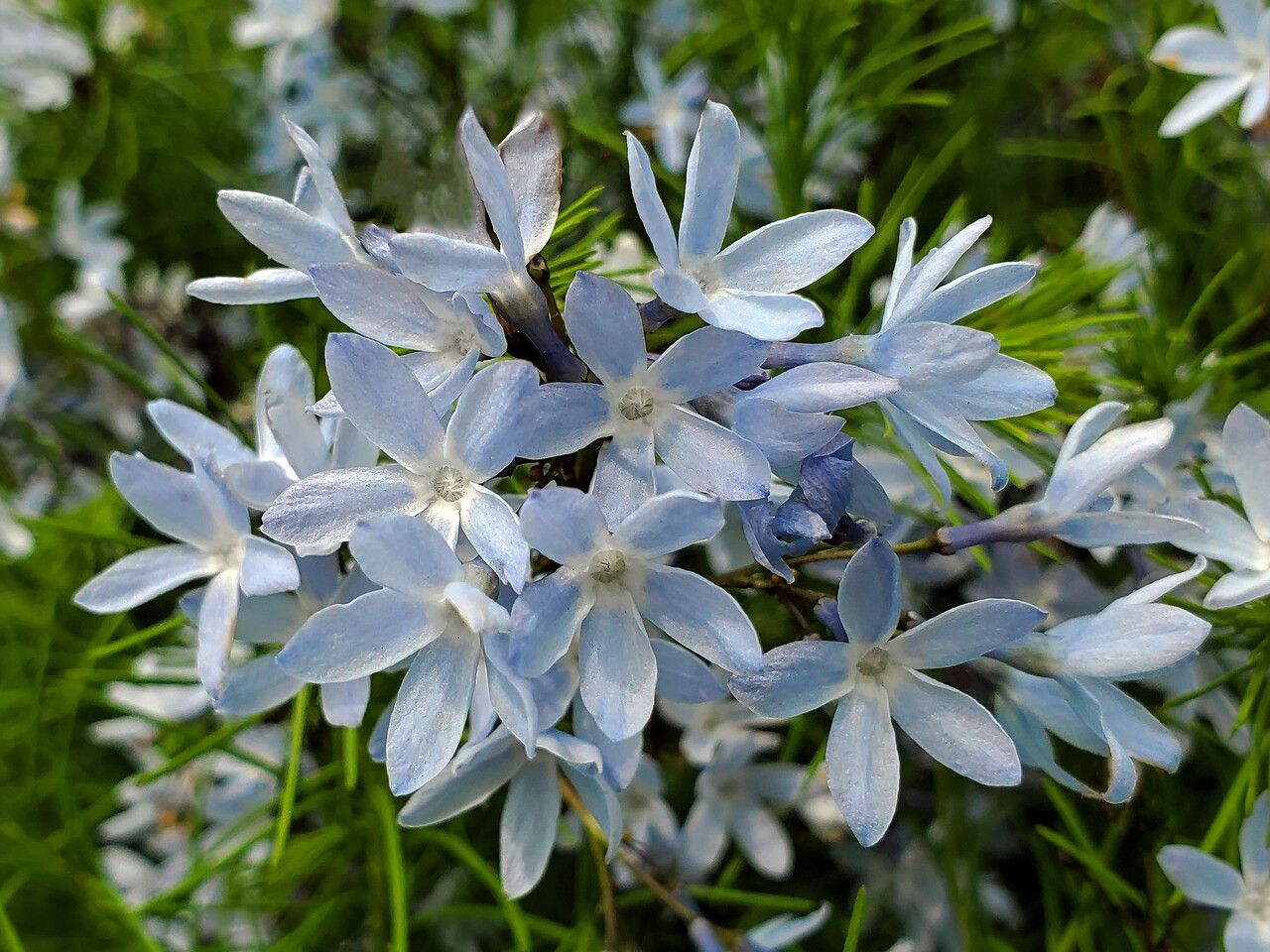 Amsonia ciliata flower
