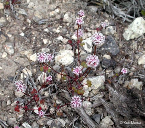 Eriogonum nortonii habit