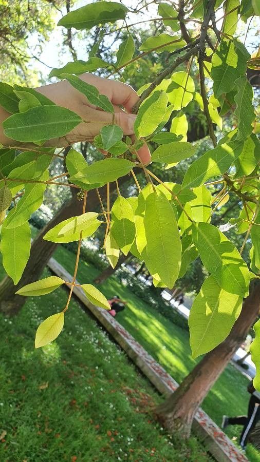 Erythrina mitis — search result for 'Erythrina'