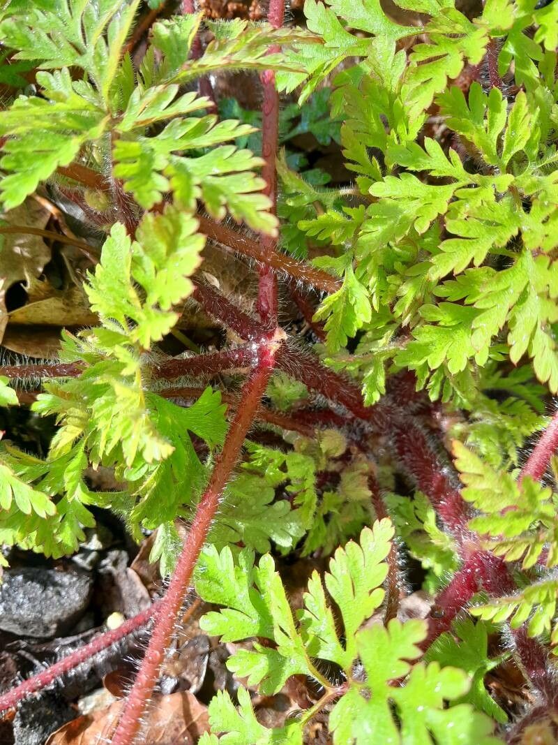 Erodium cheilanthifolium bark