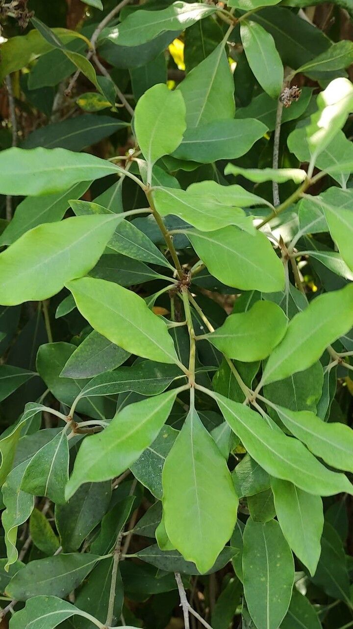 Pittosporum venulosum — search result for 'Pittosporum'