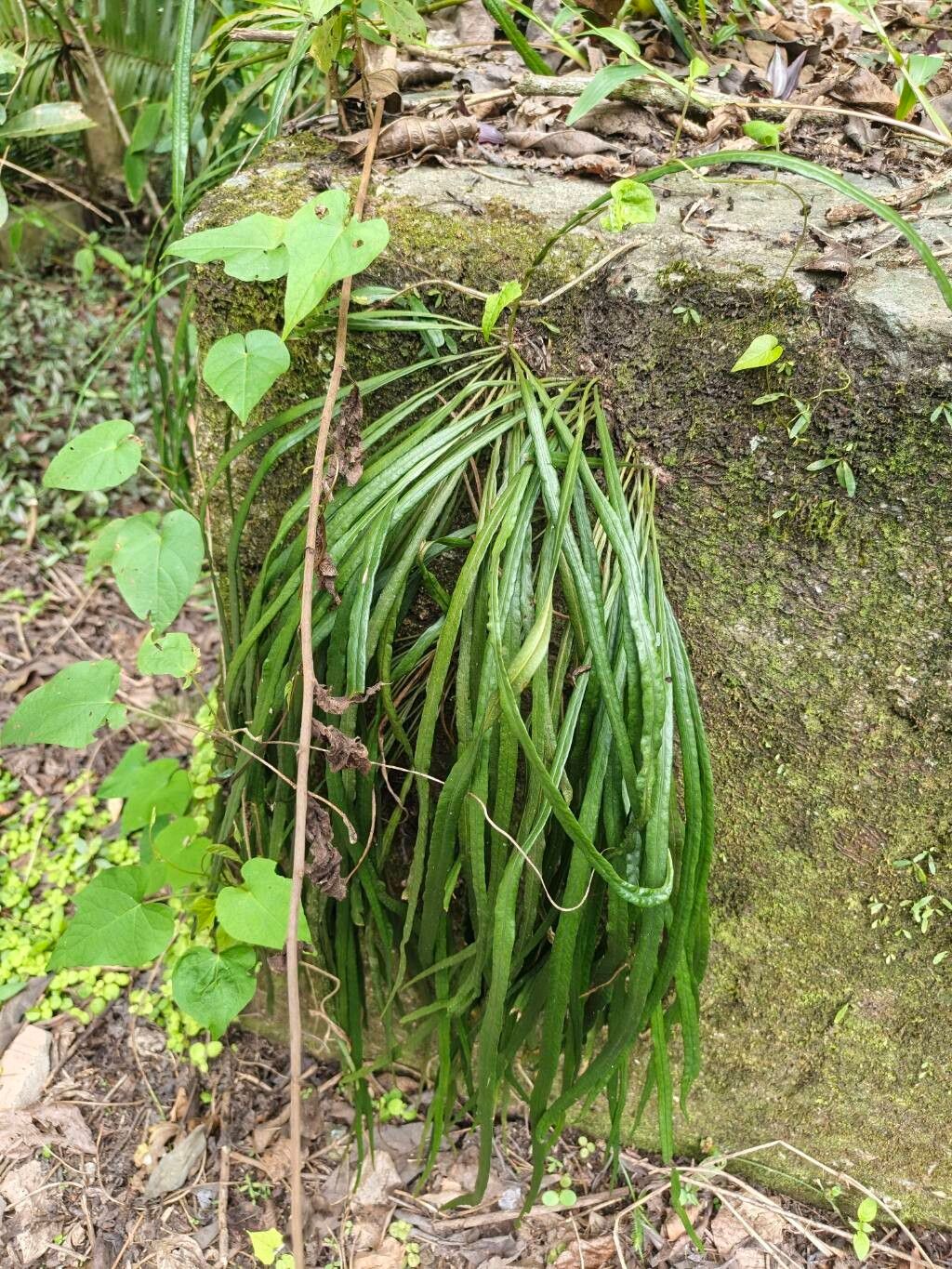 Antrophyum lanceolatum leaf
