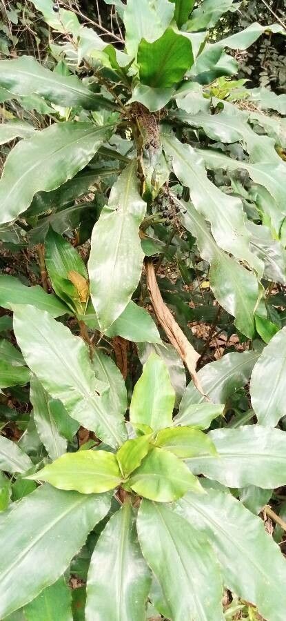 Palisota schweinfurthii — houseplant care guide