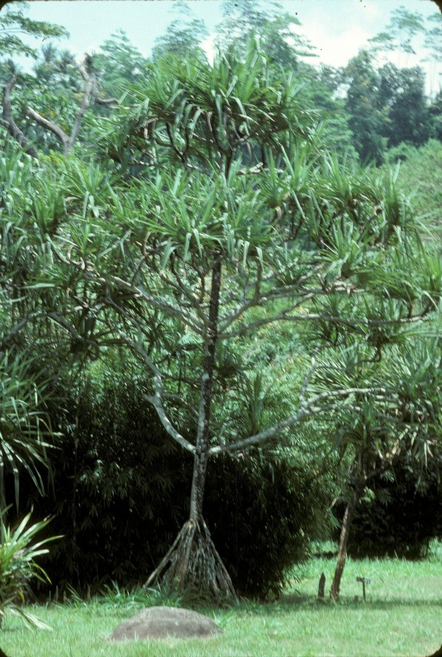 Pandanus cephalotus habit