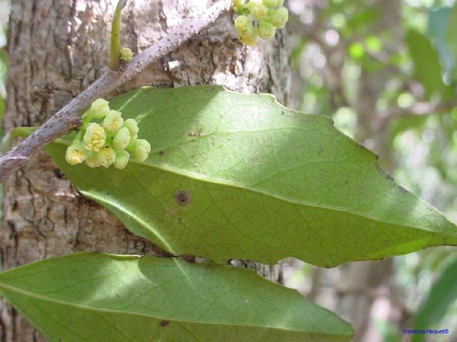Xylosma grossecrenatum habit