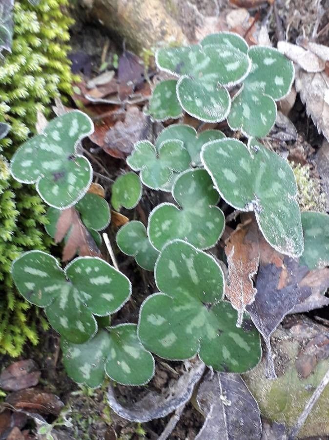 Anemone hepatica leaf