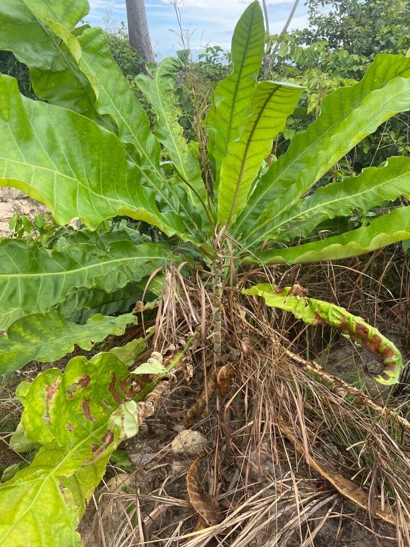 Anthocleista vogelii habit