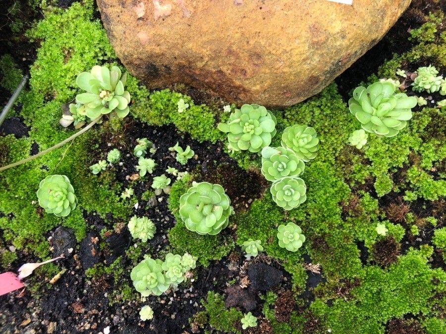 Pinguicula esseriana leaf