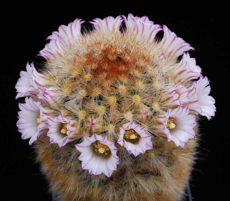 Mammillaria carmeniae habit