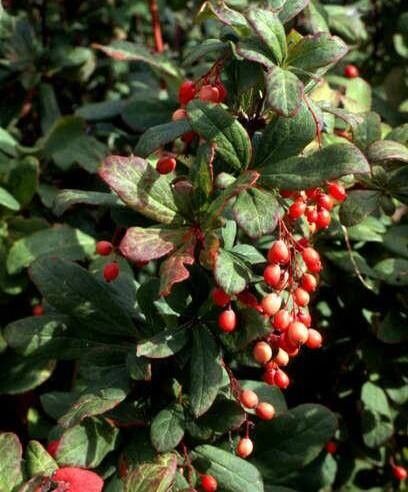 Berberis sieboldii fruit
