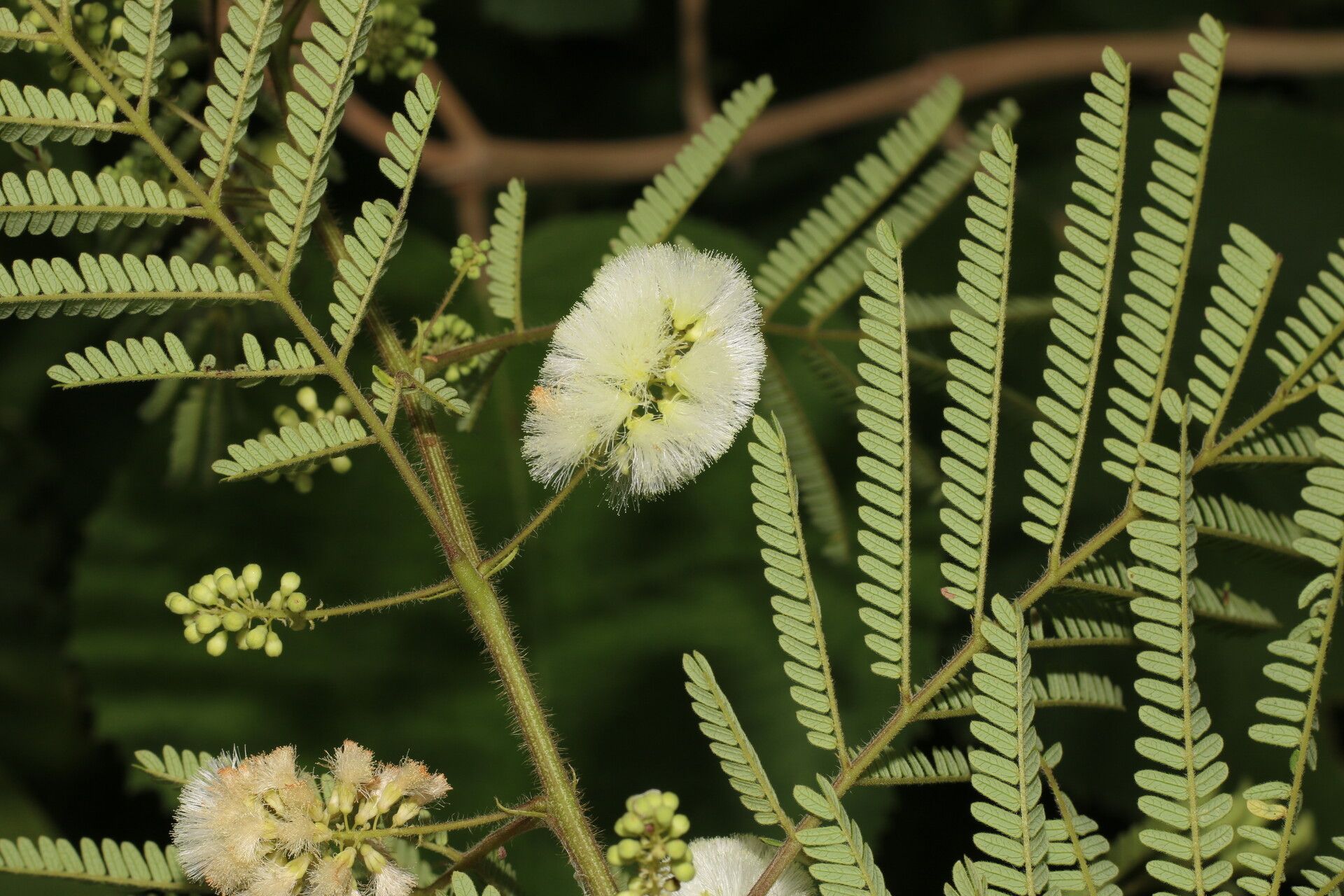 Acaciella villosa flower
